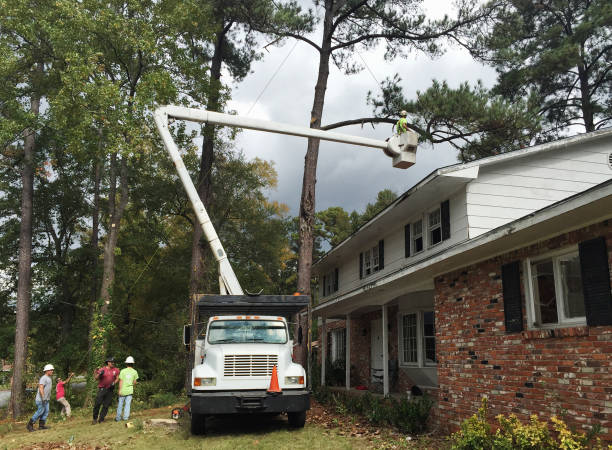 How Our Tree Care Process Works  in  Baraga, MI