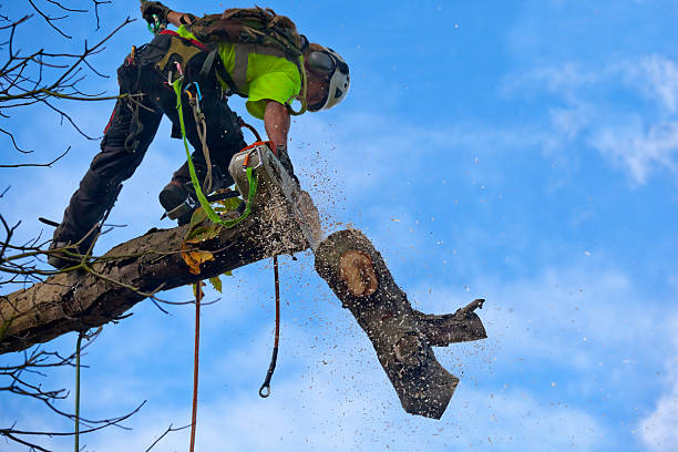 Trusted Baraga, MI Tree Care Experts